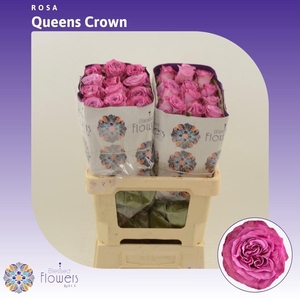Rosa gr Queens Crown