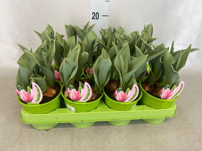 <h4>Tulipa ...</h4>