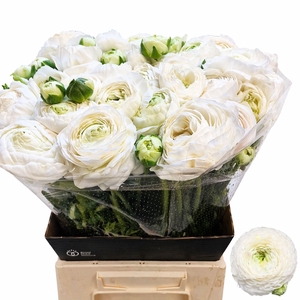 RANUNCULUS  'AAZUR WHITE'
