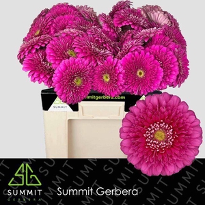 Gerbera Pomponi Magic Ball Water