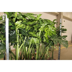 MONSTERA DELICIOSA P23
