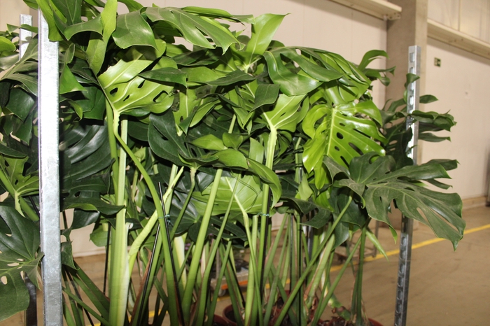 <h4>MONSTERA DELICIOSA P23</h4>