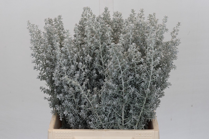 <h4>Kochia (Maireana Sedifolia)</h4>