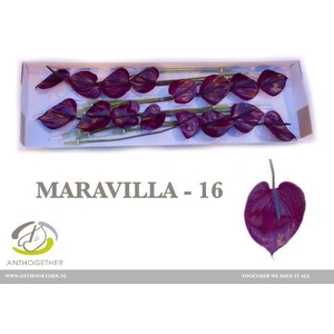 ANTH A MARAVILLA 16