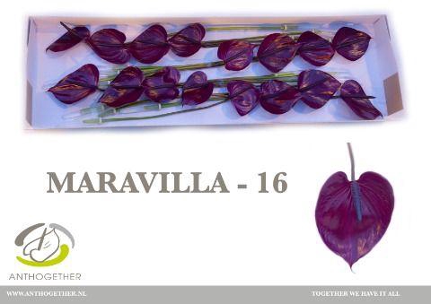 <h4>ANTH A MARAVILLA</h4>