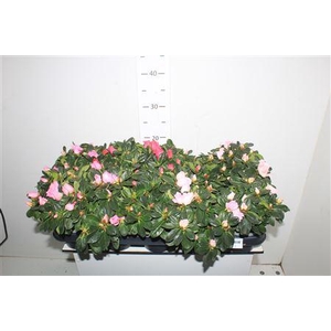 ** Rhodo Si Gem Winter Promo **