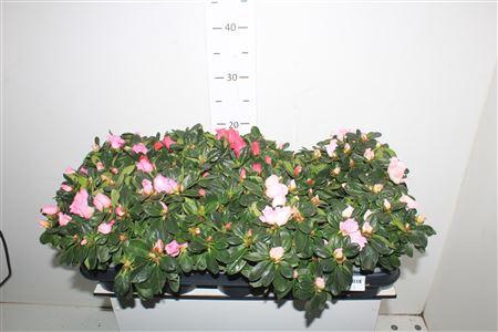 <h4>** Rhodo Si Gem Winter Promo **</h4>