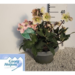 HELL ER HGC PINK FRO