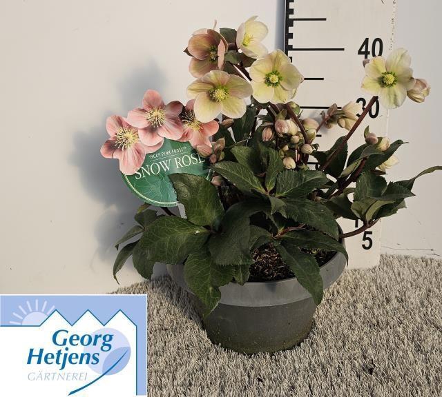 <h4>HELL ER HGC PINK FRO</h4>