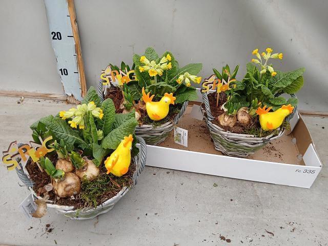 <h4>ARR BOL KNOLGEWAS</h4>