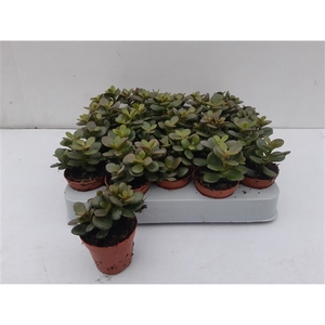 succulenten curly