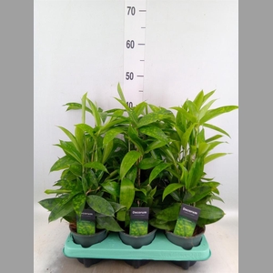 Dracaena surculosa