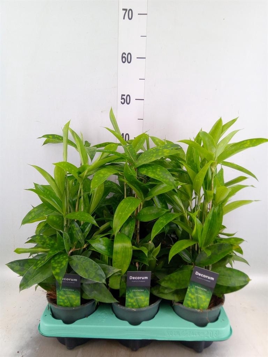 <h4>Dracaena surculosa</h4>