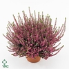 Calluna vulg. 'Beauty L Merlyn'