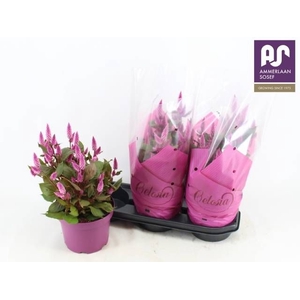 CEL WILD PINK