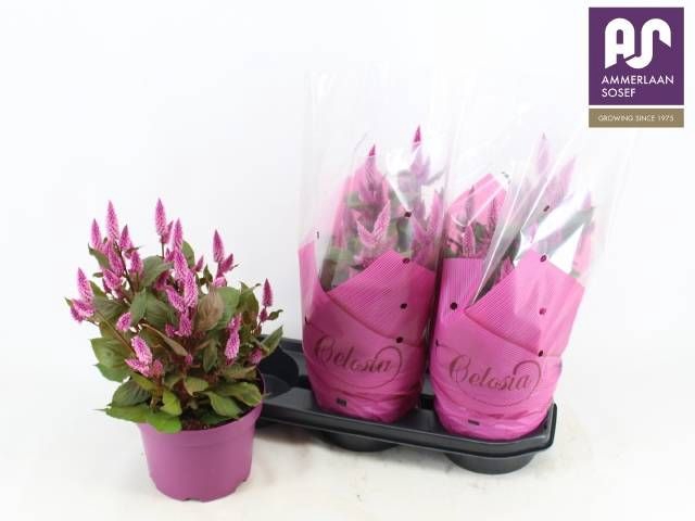 <h4>CEL WILD PINK</h4>