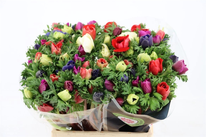 <h4>Anem Mistral Mix</h4>