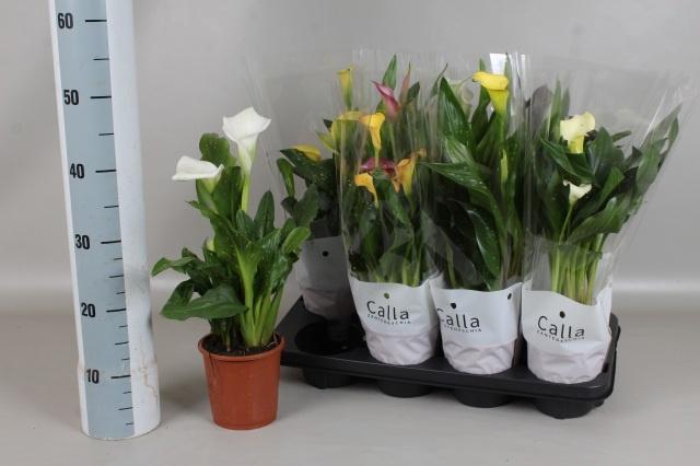 <h4>ZANT GEM 5 KL</h4>