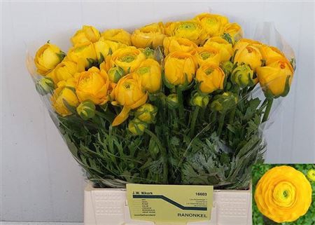 <h4>RAN EL YELLOW</h4>