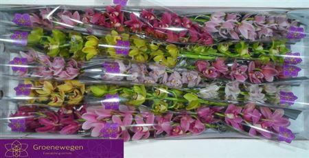 <h4>Cymb Mi Gem</h4>