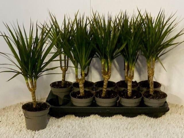 <h4>Dracaena marg.</h4>