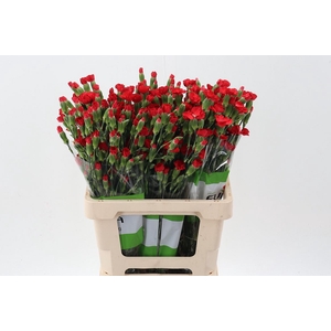 Dianthus TR 'Symply Love'