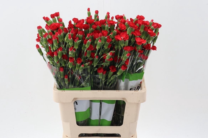 <h4>Dianthus TR 'Symply Love'</h4>