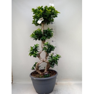 Ficus microcarpa 'Ginseng'
