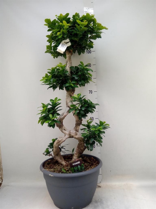 <h4>Ficus microcarpa 'Ginseng'</h4>