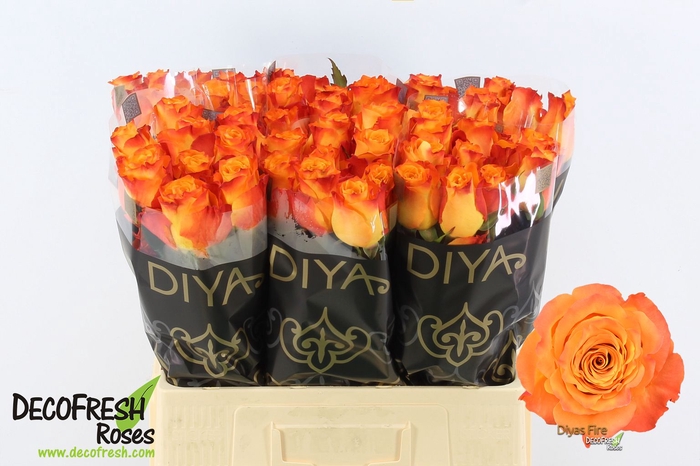 R Gr Diya's Fire