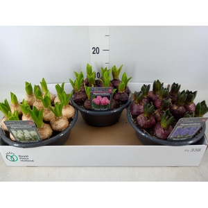 Hyacinthus orie.   ...mix 3