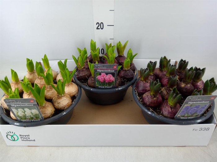 <h4>Hyacinthus orie. ...mix 3</h4>