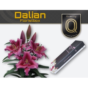 LI OT DALIAN MAGNUM FLORISTBOX 5+