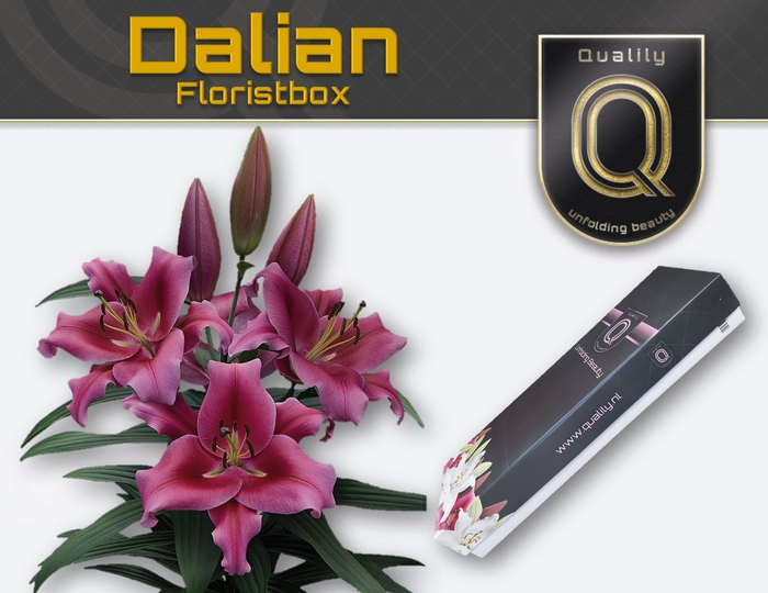 <h4>LI OT DALIAN MAGNUM FLORISTBOX 5+</h4>