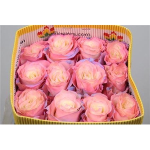 R Gr Aurora Boreal Ec