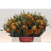 Banksia Dryandra