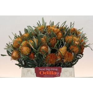 Banksia Dryandra