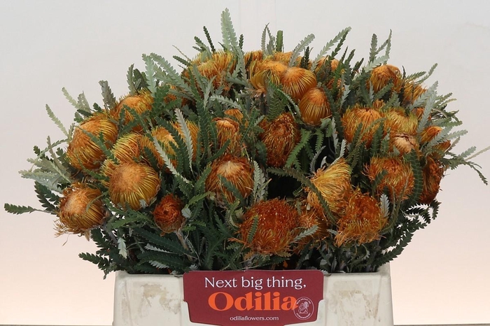 <h4>Banksia Dryandra</h4>