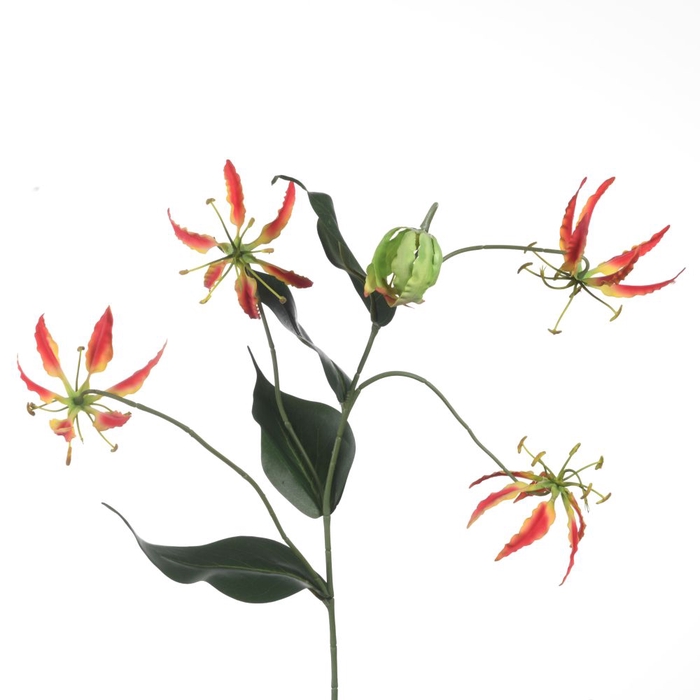 Af Gloriosa X5 L107cm Orange