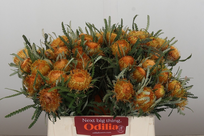 <h4>Banksia Dryandra</h4>
