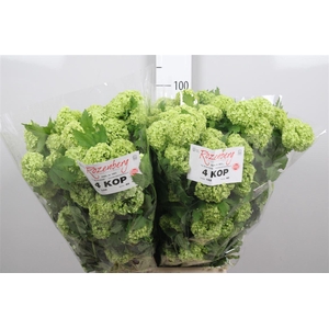 Viburnum Roseum St 4+