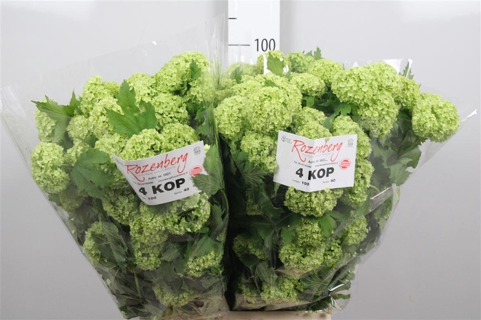 <h4>Viburnum Roseum St 4+</h4>