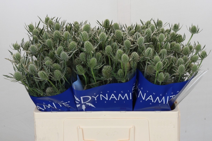 <h4>Eryngium Silver Dynamite</h4>