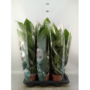 Spathiphyllum  'Vivaldi'