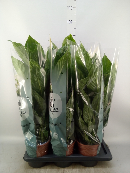 <h4>Spathiphyllum  'Vivaldi'</h4>