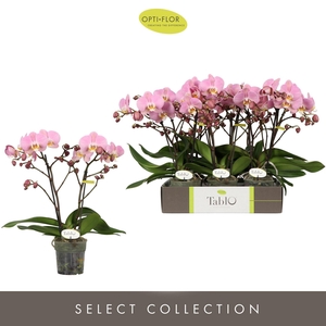 Phalaenopsis   ...rose