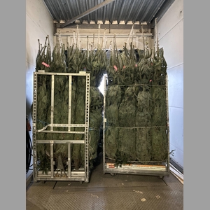 ABIES NORDMAN BOOM 240CM