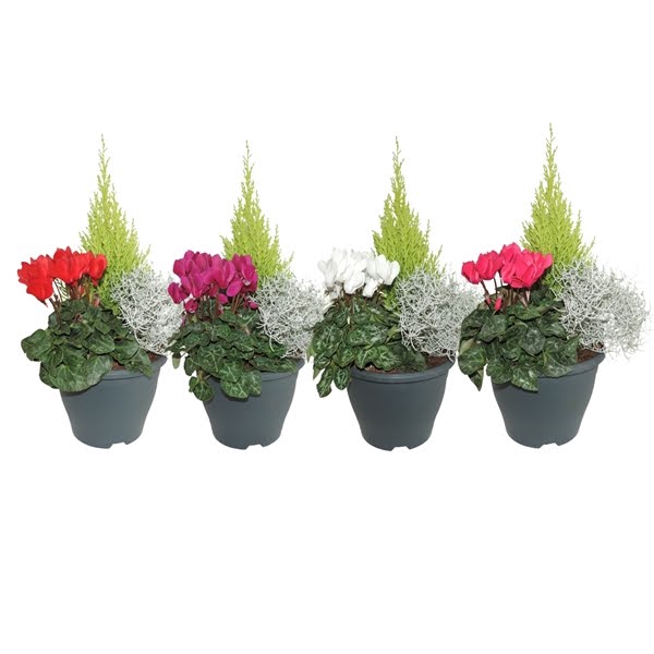 <h4>Arrangement in Patiopot 19 cm</h4>