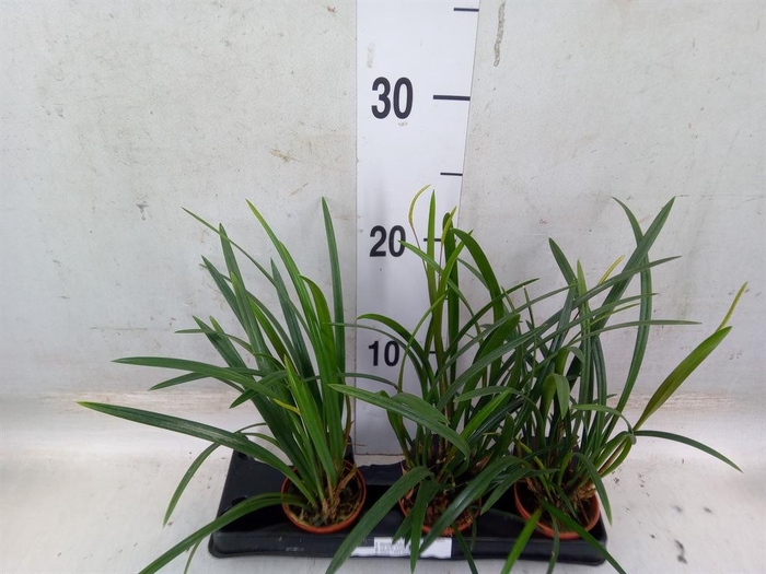 <h4>Planten   ... L%</h4>