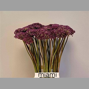 Allium Miami